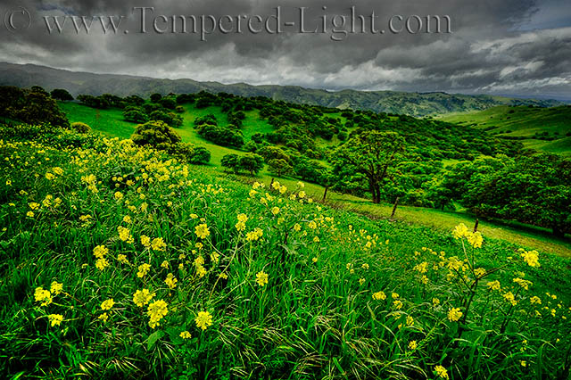 April Showers, May Flowers